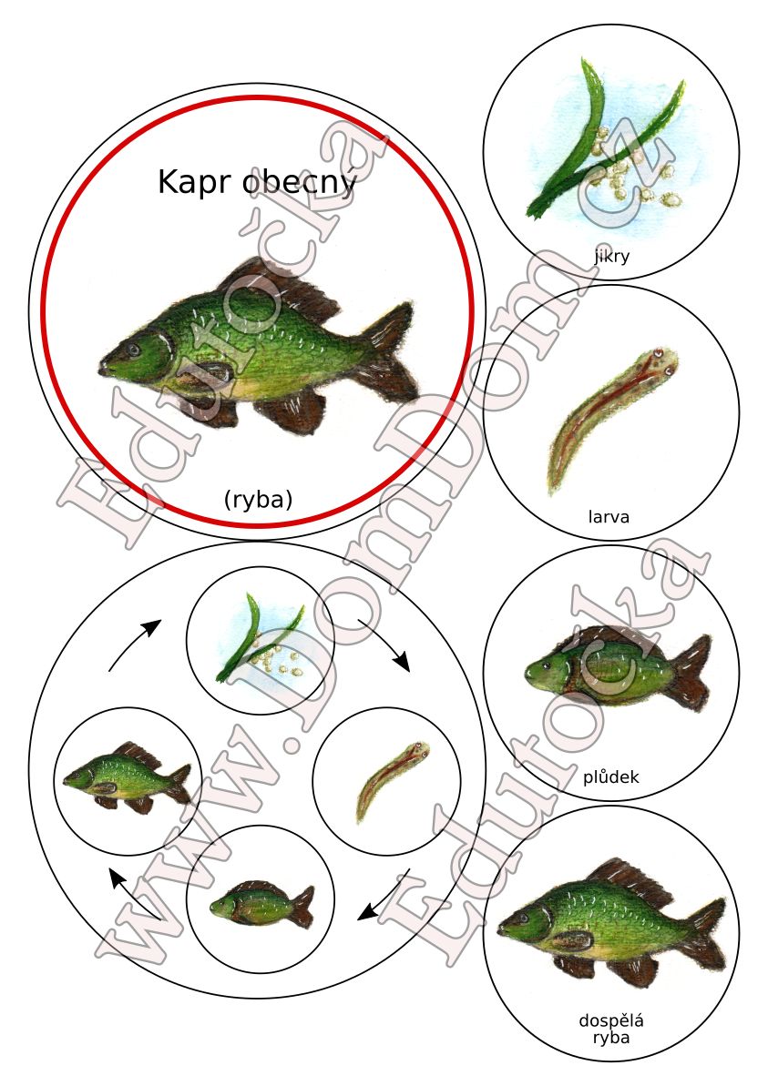 Kolečka – vývoj kapra
