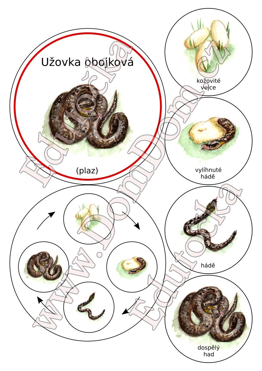 Kolečka – vývoj užovky