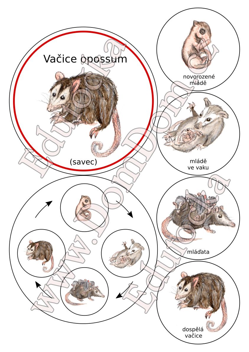 Kolečka – vývoj vačice