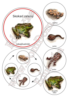 Kolečka – vývoj žáby 