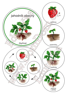 Kolečka – vývoj jahody