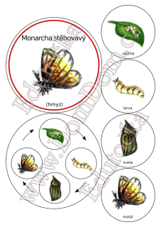 Kolečka – vývoj motýla