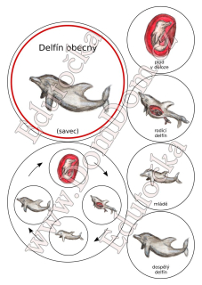 Kolečka – vývoj delfína