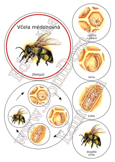 Kolečka – vývoj včely