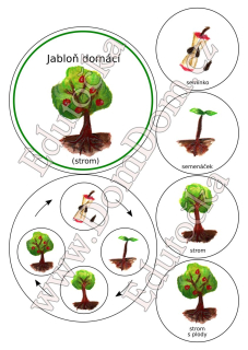 Kolečka – vývoj jabloně