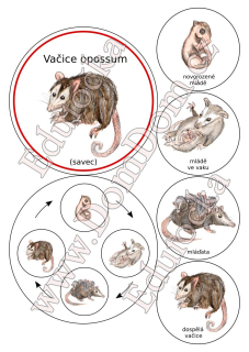 Kolečka – vývoj vačice