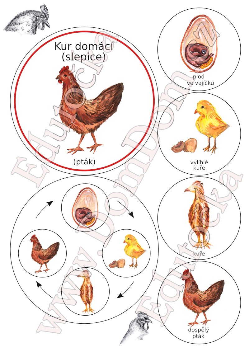Kolečka – vývoj slepice